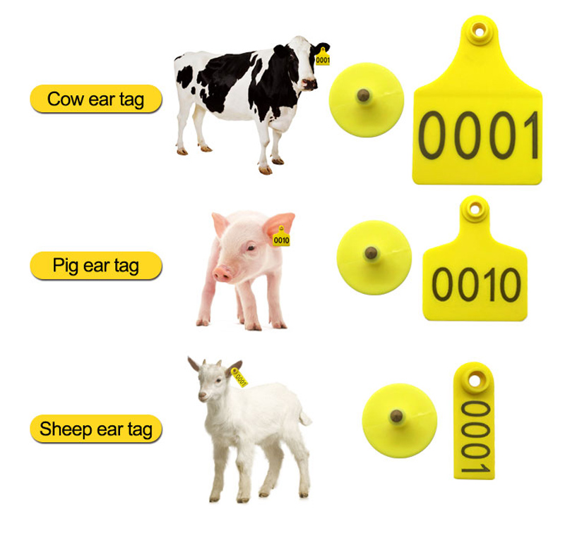 RFID-Ohrmarke für Kuh