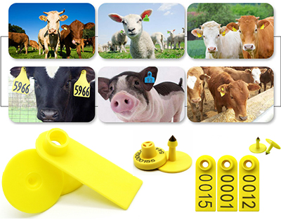 RFID-Ohrmarken für Nutztiere